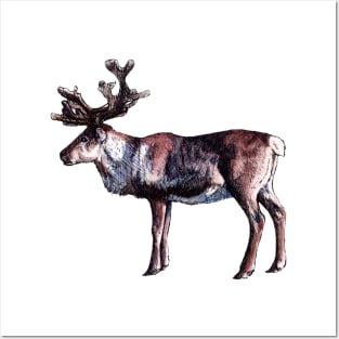 Reindeer - Watercolor and Ink Illustration Posters and Art